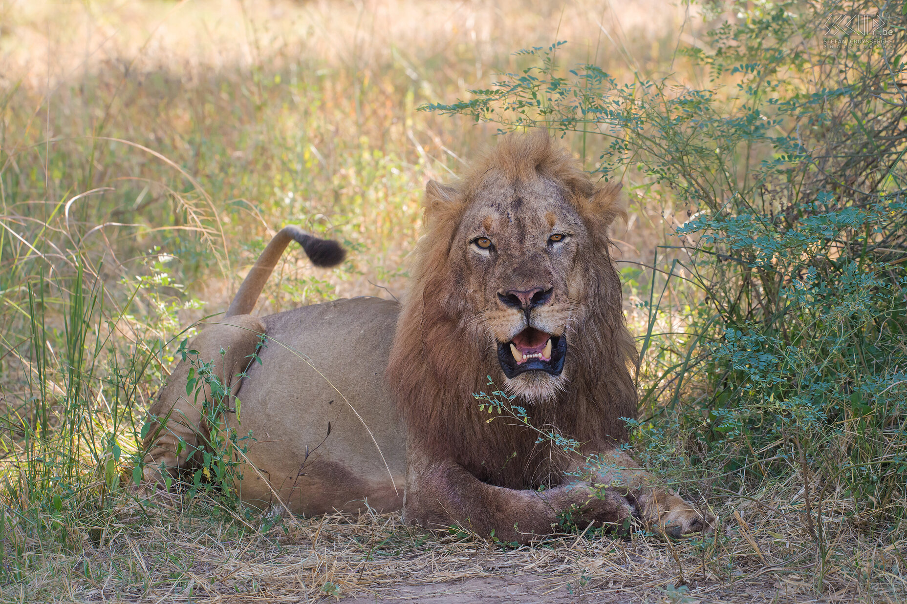 South Luangwa - Leeuw  Stefan Cruysberghs